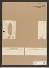 Nitzschia littoralis var. tergestina Grun. (de-Toni-Nr.: Genus 47, Species 2032) Zeichnungen Sammlung Grunow Nr. 4020 (NHMW-BOT-W0371825)